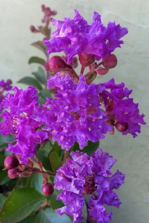 Catawba Purple Crape Myrtle - 1 Gallon Pot 3 Catawba Purple Crape Myrtle - 1 Gallon Pot