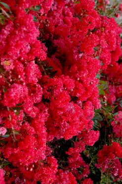 Cherry Dazzle Dwarf Crape Myrtle - 2 Gallon Pot 15 Cherry Dazzle Dwarf Crape Myrtle - 2 Gallon Pot -Wilson Bros Garden crape myrtle cherry dazzle 30