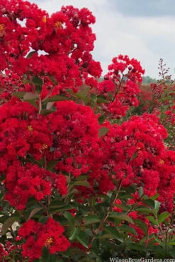 Miss Frances Red Crape Myrtle - 7 Gallon Pot (4-5') -Wilson Bros Garden crape myrtle miss frances red 1 3