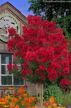 Miss Frances Red Crape Myrtle - 7 Gallon Pot (4-5')