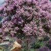 Muskogee Lavender Crape Myrtle Tree (Single Trunk) - 5 Gallon Pot -Wilson Bros Garden crape myrtle muskogee 200