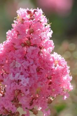 Sioux Pink Crape Myrtle Tree (Single Trunk) - 5 Gallon Pot -Wilson Bros Garden crape myrtle sioux pink 52