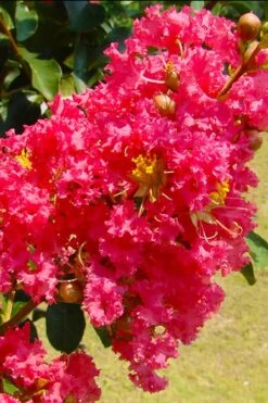 Tuscarora Watermelon Red Crape Myrtle - 5 Gallon Pot -Wilson Bros Garden crape myrtle tuscarora 7