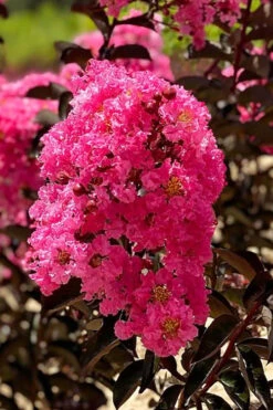 Twilight Magic Crape Myrtle Tree (Single Trunk) - 5 Gallon Pot -Wilson Bros Garden crape myrtle twilight magic 1