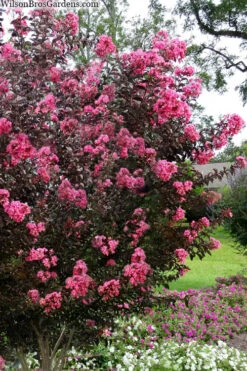 Twilight Magic Crape Myrtle - 3 Gallon Pot -Wilson Bros Garden crape myrtle twilight magic 2