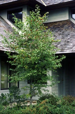 Washington Hawthorn (Crataegus Phaenopyrum) - 3 Gallon Pot -Wilson Bros Garden crataegus phaenopyrum washington hawthorne 1