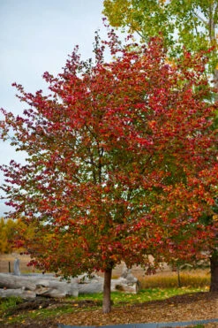 Washington Hawthorn (Crataegus Phaenopyrum) - 3 Gallon Pot -Wilson Bros Garden crataegus phaenopyrum washington hawthorne 3