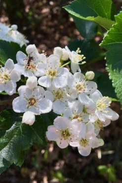 Washington Hawthorn (Crataegus Phaenopyrum) - 3 Gallon Pot -Wilson Bros Garden crataegus phaenopyrum washington hawthorne 6