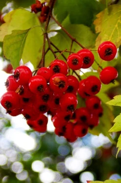 Washington Hawthorn (Crataegus Phaenopyrum) - 3 Gallon Pot -Wilson Bros Garden crataegus phaenopyrum washington hawthorne 8