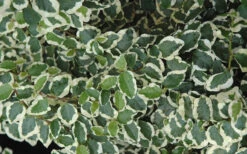 Variegated Creeping Fig - Ficus Pumila 'Variegata' - 6 Pack Of Pint Pots -Wilson Bros Garden creeping fig ficus pumila variegata 50 2