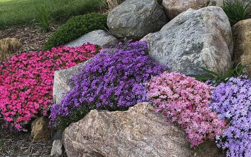 Purple Beauty Creeping Phlox - 5 Pack Of Quart Pots 6 Purple Beauty Creeping Phlox - 5 Pack Of Quart Pots - Image 4