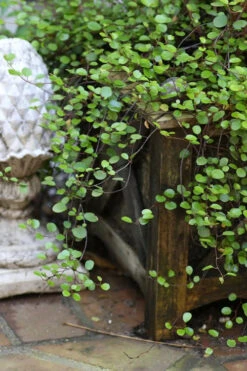 Creeping Wire Vine (Muehlenbeckia Axillaris) - 10 Pack Of Pint Pots