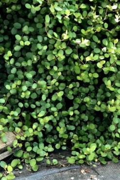 Creeping Wire Vine (Muehlenbeckia Axillaris) - 18 Pack Of Pint Pots -Wilson Bros Garden creepiong wire vine 10 1