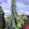 Raywood Weeping Arizona Cypress - 6 Gallon Pot -Wilson Bros Garden cupressus arizonica raymonds weeping arizona cypress 1