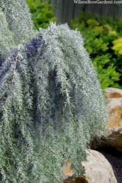 Raywood Weeping Arizona Cypress - 6 Gallon Pot -Wilson Bros Garden cupressus arizonica raymonds weeping arizona cypress 3