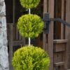 Goldcrest Monterey Lemon Cypress - 3-Ball Poodle Tier Topiary - 3 Gallon Pot -Wilson Bros Garden cypress goldcrest monterey poodle tier 1 1