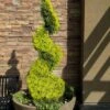 Goldcrest Monterey Lemon Cypress Spiral Topiary - 2 Gallon Pot -Wilson Bros Garden cypress goldcrest monterey spiral topiary 11