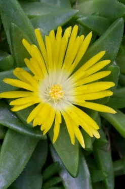 White Eyed Hardy Yellow Ice Plant (Delosperma Basuticum) - 6 Pack Of Pint Pots -Wilson Bros Garden delosperma basuticum white eyed yellow ice plant 1
