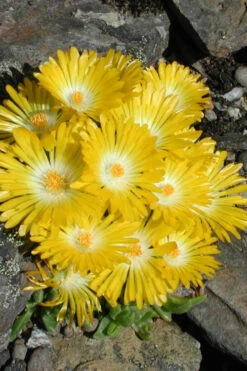 White Eyed Hardy Yellow Ice Plant (Delosperma Basuticum) - 6 Pack Of Pint Pots