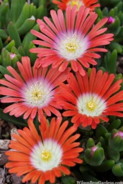 Red Mountain Ice Plant (Delosperma Dyeri) - 5 Pack Of Quart Pots -Wilson Bros Garden delosperma dyeri red mountain ice plant 10
