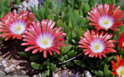 Red Mountain Ice Plant (Delosperma Dyeri) - 5 Pack Of Quart Pots -Wilson Bros Garden delosperma dyeri red mountain ice plant 11