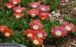 Red Mountain Ice Plant (Delosperma Dyeri) - 5 Pack Of Quart Pots -Wilson Bros Garden delosperma dyeri red mountain ice plant 12