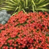 Red Mountain Ice Plant (Delosperma Dyeri) - 5 Pack Of Quart Pots -Wilson Bros Garden delosperma dyeri red mountain ice plant 2