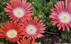 Red Mountain Ice Plant (Delosperma Dyeri) - 5 Pack Of Quart Pots -Wilson Bros Garden delosperma dyeri red mountain ice plant 9