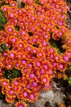 Fire Spinner Ice Plant (Delosperma) - 10 Pack Of Quart Pots -Wilson Bros Garden delosperma fire spinner ice plant 2