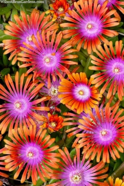 Fire Spinner Ice Plant (Delosperma) - 10 Pack Of Quart Pots -Wilson Bros Garden delosperma fire spinner ice plant 3