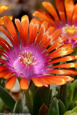 Fire Spinner Ice Plant (Delosperma) - 10 Pack Of Quart Pots -Wilson Bros Garden delosperma fire spinner ice plant 8