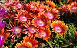Fire Spinner Ice Plant (Delosperma) - 10 Pack Of Quart Pots -Wilson Bros Garden delosperma fire spinner ice plant 9