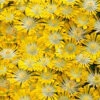 Banana Blast Yellow Ice Plant (Delosperma) - 5 Pack Of Quart Pots -Wilson Bros Garden delosperma hot cakes banana blast 1