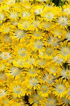 Banana Blast Yellow Ice Plant (Delosperma) - 5 Pack Of Quart Pots