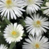 Jewel Of The Desert Moonstone White Ice Plant - 12 Pack Of Quart Pots -Wilson Bros Garden delosperma jewel of the desert moonstone ice plant 5