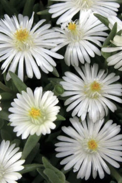 Jewel Of The Desert Moonstone White Ice Plant - 12 Pack Of Quart Pots