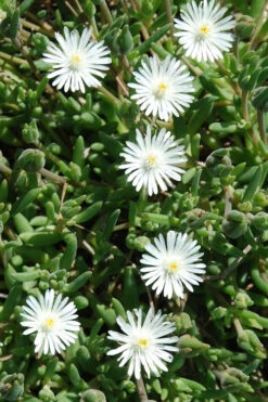 Jewel Of The Desert Moonstone White Ice Plant - 12 Pack Of Quart Pots -Wilson Bros Garden delosperma jewel of the desert moonstone ice plant 6