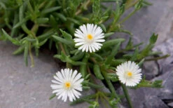 Jewel Of The Desert Moonstone White Ice Plant - 12 Pack Of Quart Pots -Wilson Bros Garden delosperma jewel of the desert moonstone ice plant 8