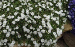 Jewel Of The Desert Moonstone White Ice Plant - 12 Pack Of Quart Pots -Wilson Bros Garden delosperma jewel of the desert moonstone ice plant 9