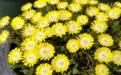 Jewel Of The Desert Peridot Yellow Ice Plant - 5 Pack Of Pint Pots -Wilson Bros Garden delosperma jewel of the desert peridot yellow ice plant 1