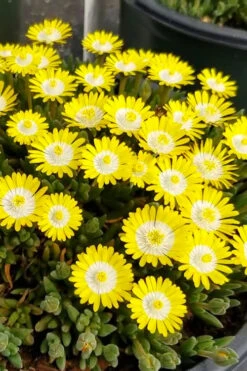 Jewel Of The Desert Peridot Yellow Ice Plant - 5 Pack Of Pint Pots -Wilson Bros Garden delosperma jewel of the desert peridot yellow ice plant 2