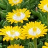 Jewel Of The Desert Peridot Yellow Ice Plant - 5 Pack Of Pint Pots -Wilson Bros Garden delosperma jewel of the desert peridot yellow ice plant 3