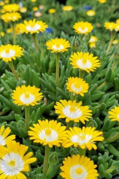 Jewel Of The Desert Peridot Yellow Ice Plant - 5 Pack Of Pint Pots -Wilson Bros Garden delosperma jewel of the desert peridot yellow ice plant 4