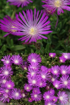 John Proffitt Hardy Purple Ice Plant (Delosperma) - 5 Pack Of Pint Pots -Wilson Bros Garden delosperma john proffitt hardy purple ice plant 4