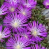 John Proffitt Hardy Purple Ice Plant (Delosperma) - 5 Pack Of Quart Pots -Wilson Bros Garden delosperma john proffitt hardy purple ice plant 6 1