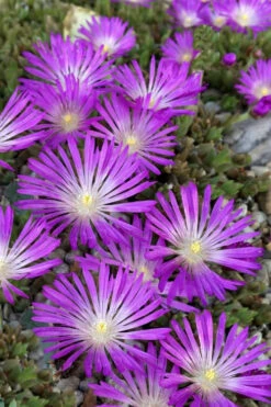 John Proffitt Hardy Purple Ice Plant (Delosperma) - 5 Pack Of Pint Pots