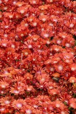 Dancing Embers Hardy Ice Plant - 1 Gallon Pot -Wilson Bros Garden delosperma kaleidoscope dancing embers hardy ice plant 1