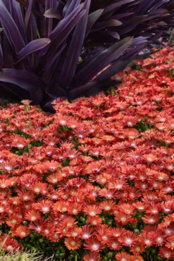 Dancing Embers Hardy Ice Plant - 1 Gallon Pot -Wilson Bros Garden delosperma kaleidoscope dancing embers hardy ice plant 4
