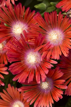 Dancing Embers Hardy Ice Plant - 1 Gallon Pot -Wilson Bros Garden delosperma kaleidoscope dancing embers hardy ice plant 5