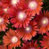 Dancing Embers Hardy Ice Plant - 1 Gallon Pot 2 Dancing Embers Hardy Ice Plant - 1 Gallon Pot -Wilson Bros Garden delosperma kaleidoscope dancing embers hardy ice plant 7
